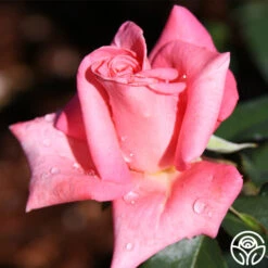 Cloud Nine -Heirloom Roses cloud nine 2 1 1