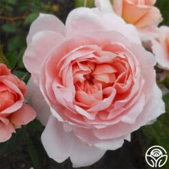 New Release -Heirloom Roses colette 3 3 2