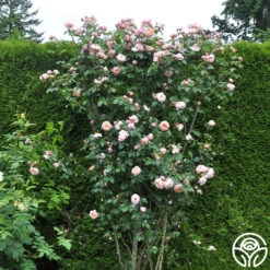 Colette® 16 Colette® -Heirloom Roses colette 5