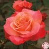Colorific™ -Heirloom Roses colorific 1 1 1