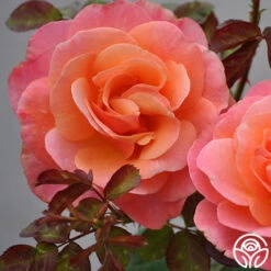 Colorific™ -Heirloom Roses colorific 3 8
