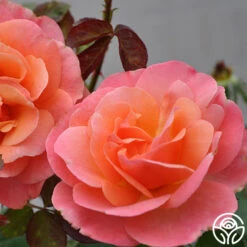 Colorific™ -Heirloom Roses colorific 4