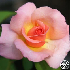 Compassion® -Heirloom Roses compassion 2
