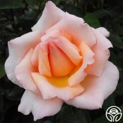 Compassion® -Heirloom Roses compassion 23 8