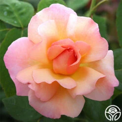 Compassion® -Heirloom Roses compassion 3 8