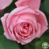 Coral Dawn® -Heirloom Roses coral dawn 2 1