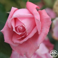 Coral Dawn® -Heirloom Roses coral dawn 3 1
