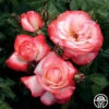 Coretta Scott King 2 Coretta Scott King -Heirloom Roses coretta scott king 1 1