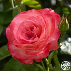 Coretta Scott King 11 Coretta Scott King -Heirloom Roses coretta scott king 2