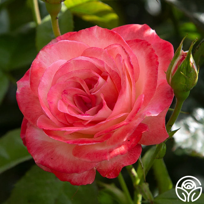 Coretta Scott King 5 Coretta Scott King - Image 3