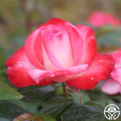 Coretta Scott King 12 Coretta Scott King -Heirloom Roses coretta scott king 3 6