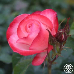 Coretta Scott King 13 Coretta Scott King -Heirloom Roses coretta scott king 4 2