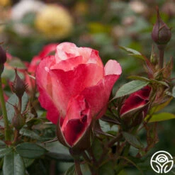 Coretta Scott King 14 Coretta Scott King -Heirloom Roses coretta scott king 5 6