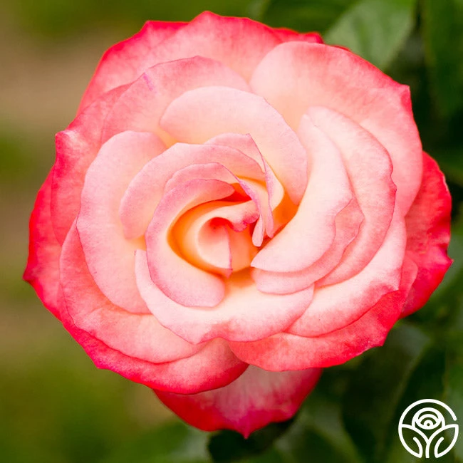 Coretta Scott King 4 Coretta Scott King - Image 2