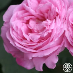 Coupe D' Hebe -Heirloom Roses coupe d hebe 1