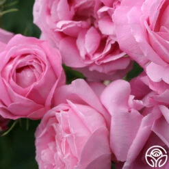 Coupe D' Hebe -Heirloom Roses coupe d hebe 2