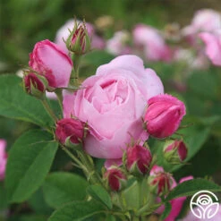 Coupe D' Hebe -Heirloom Roses coupe d hebe 4