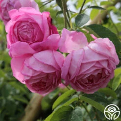 Coupe D' Hebe -Heirloom Roses coupe d hebe 6