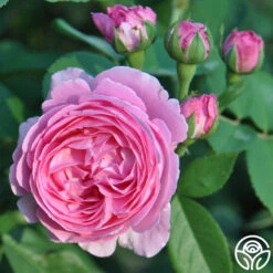 Coupe D' Hebe -Heirloom Roses coupe d hebe 9