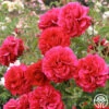 Courageous™ 1 Courageous™ -Heirloom Roses courageous 16