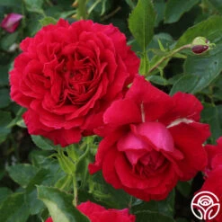 New Release -Heirloom Roses courageous 2