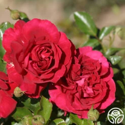 Courageous™ -Heirloom Roses courageous 5