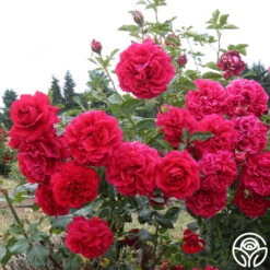 Courageous™ -Heirloom Roses courageous 6