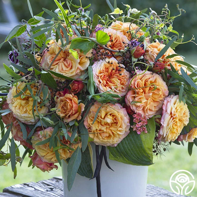 Sunbelt® Crazy Love™ 4 Sunbelt® Crazy Love™ - Image 2