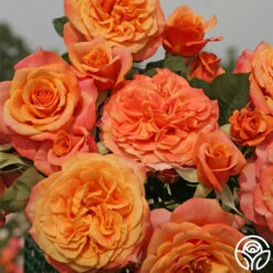 Sunbelt® Crazy Love™ 9 Sunbelt® Crazy Love™ -Heirloom Roses crazy love 2 1
