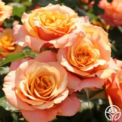 Sunbelt® Crazy Love™ 10 Sunbelt® Crazy Love™ -Heirloom Roses crazy love 3 1
