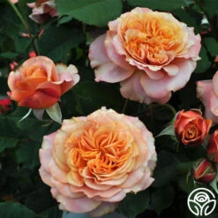 Sunbelt® Crazy Love™ 11 Sunbelt® Crazy Love™ -Heirloom Roses crazy love 5