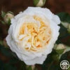 Cream Abundance™ -Heirloom Roses cream abundance logo 01