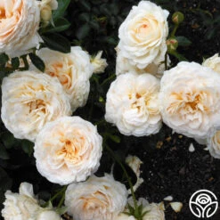 Cream Abundance™ -Heirloom Roses cream abundance logo 04