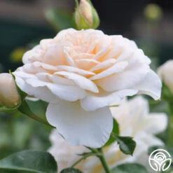 Cream Abundance™ -Heirloom Roses cream abundance logo 05