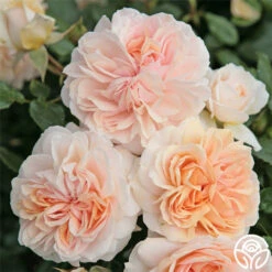 Veranda® Cream -Heirloom Roses cream veranda 1 1