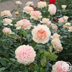 Veranda® Cream -Heirloom Roses cream veranda 2 1