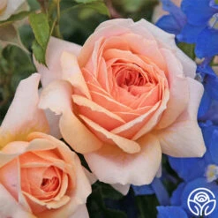Veranda® Cream -Heirloom Roses cream veranda 3 1