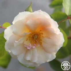 Crépuscule -Heirloom Roses crepuscule 22