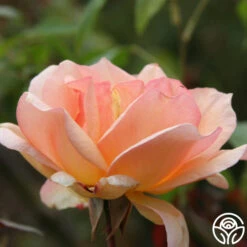 Crépuscule -Heirloom Roses crepuscule logo 01