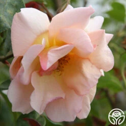 Crépuscule -Heirloom Roses crepuscule logo 03