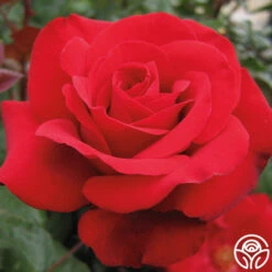 Crimson Bouquet™ 21 Crimson Bouquet™ -Heirloom Roses crimson bouquet 2 8