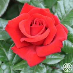 Crimson Bouquet™ 14 Crimson Bouquet™ -Heirloom Roses crimson bouquet 8