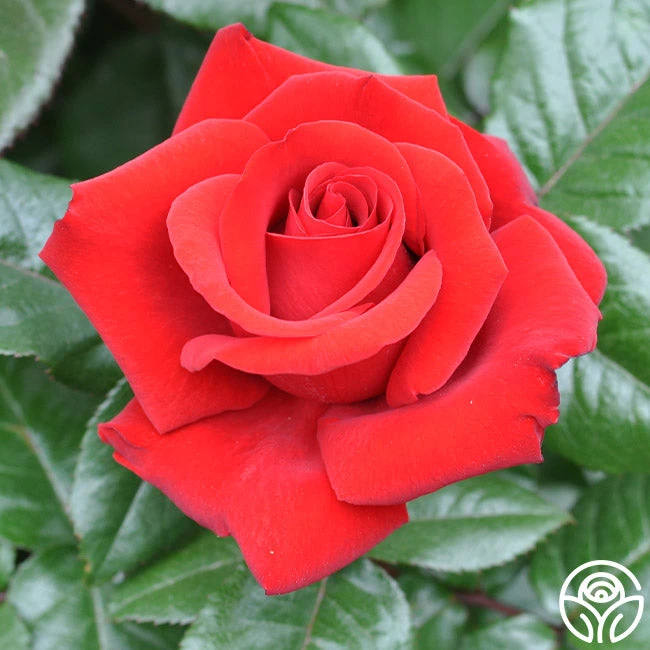 Crimson Bouquet™ 5 Crimson Bouquet™ - Image 3