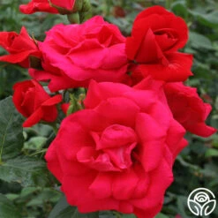 Crimson Sky 8 Crimson Sky -Heirloom Roses crimson sky logo 02