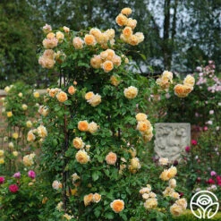 Crown Princess Margareta® -Heirloom Roses crown princess margareta