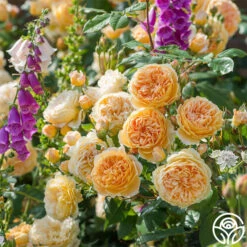 New Release -Heirloom Roses crown princess margareta 2 1