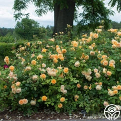 Crown Princess Margareta® -Heirloom Roses crown princess margareta 5