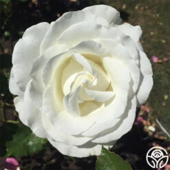 Crystalline™ -Heirloom Roses crystalline 1 1 1