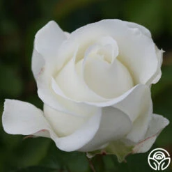Crystalline™ -Heirloom Roses crystalline 3 8