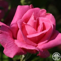 Cynthia -Heirloom Roses cynthia 3 4